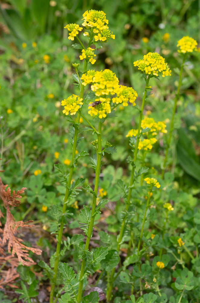 Barbarea vulgaris W.T.Aiton ou Barbarée commune.