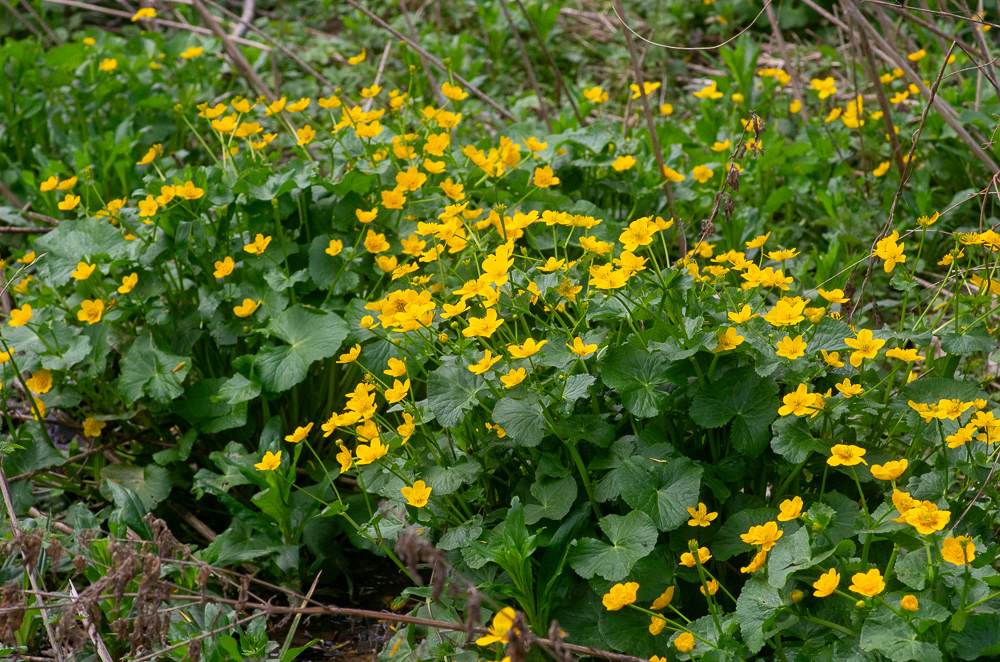 Caltha palustris L. Populage des marais