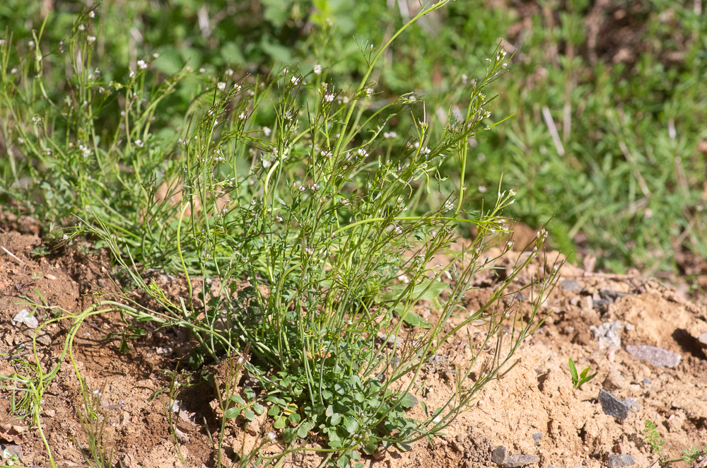 Cardamine hirsuta L. ou Cardamine hirsute.