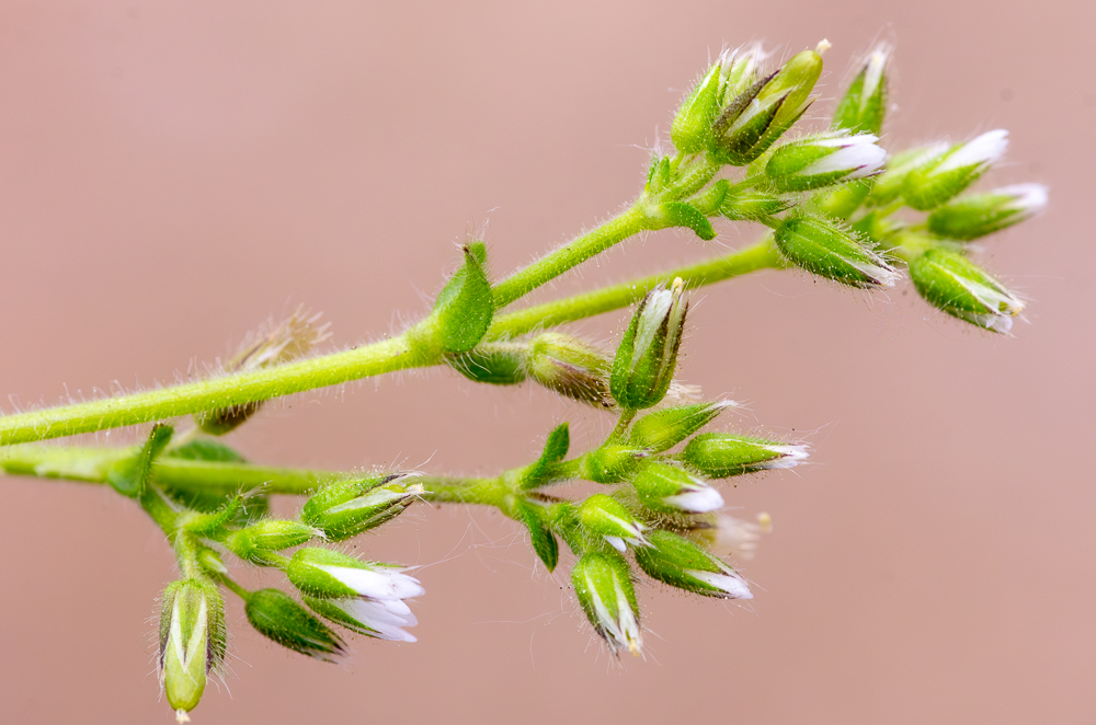 Cerastium glomeratum Thuill. ou Céraiste aggloméré