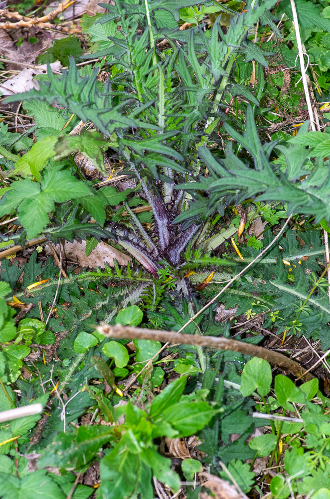 Cirsium palustre (L.) Scop. ou Cirse des marais.