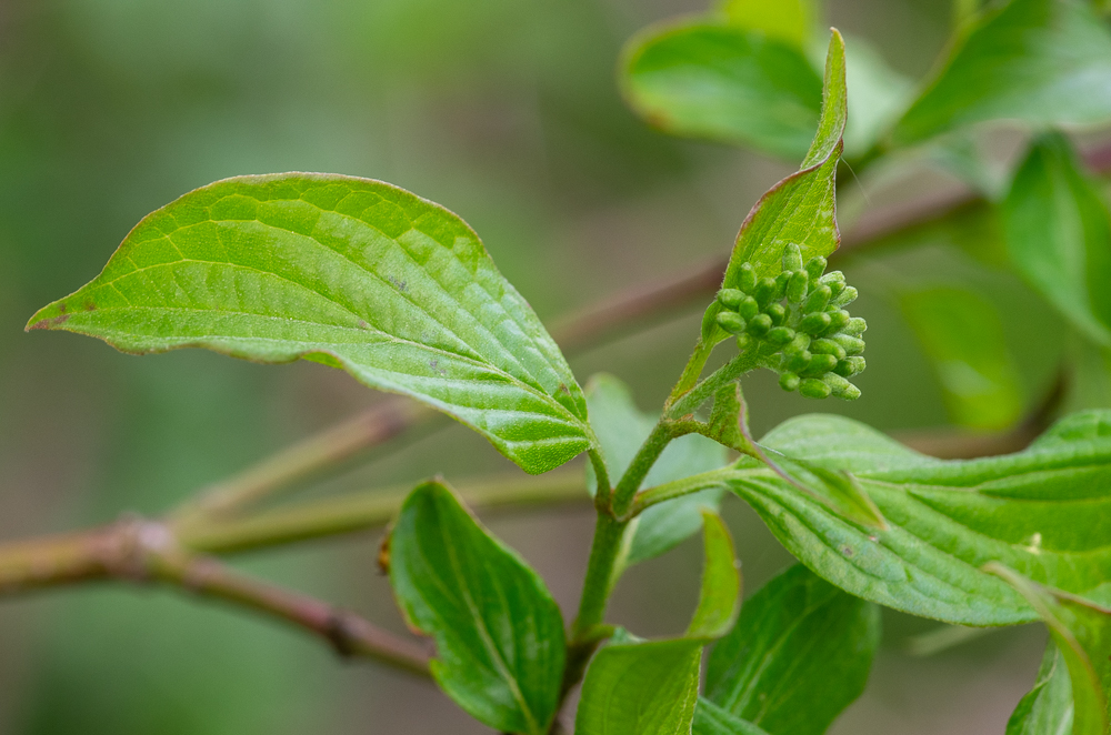 Cornus sanguinea ou Cornouiller sanguin