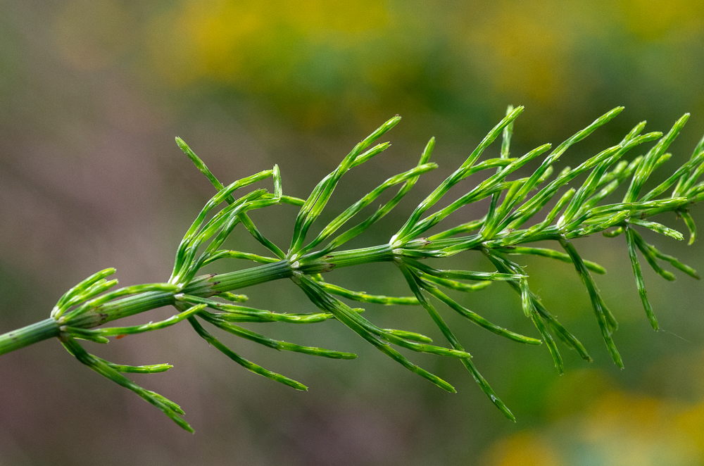 Equisetum arvense L. ou Prêle des champs