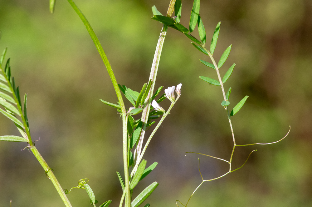 Ervilia hirsuta (L.) Opiz ou Vesce hérissée ou encore Luzette hirsute