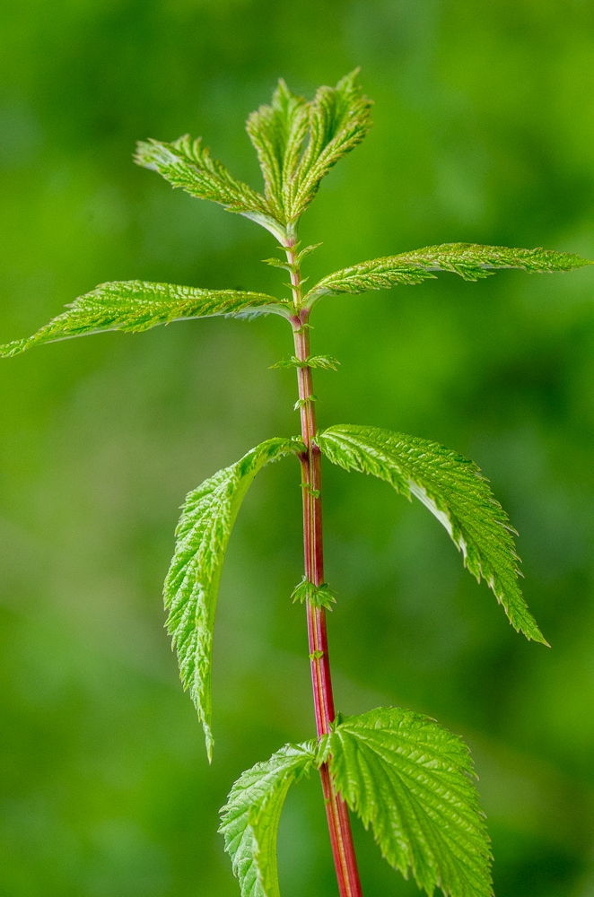 Filipendula ulmaria (L.) Maxim. ou Grande Reine-des-prés ou encore Fausse Spirée