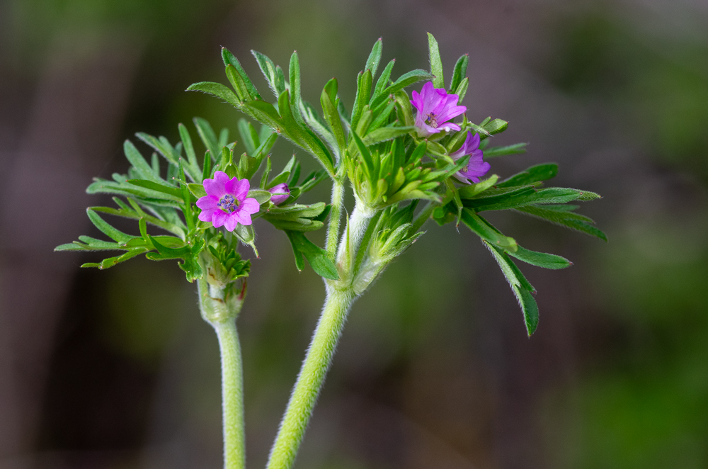 Geranium dissectum L. ou Géranium à feuilles découpées.