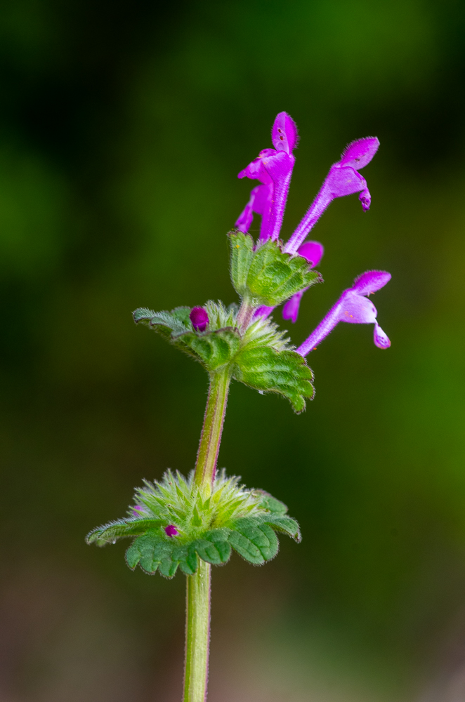 Lamium amplexicaule L. ou Lamier à feuilles embrassantes