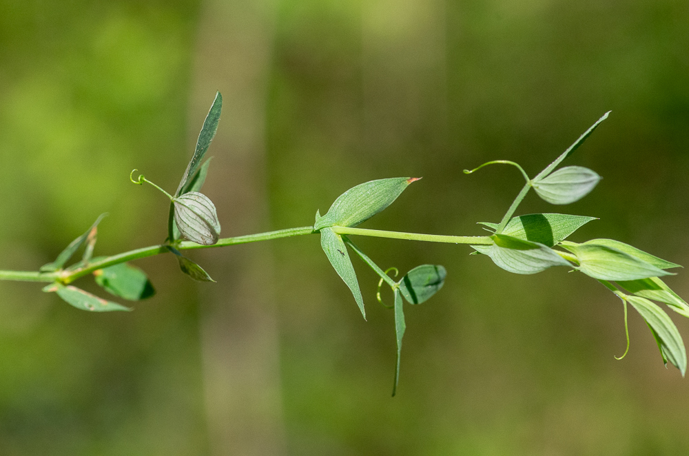 Lathyrus pratensis L. ou Gesse des prés