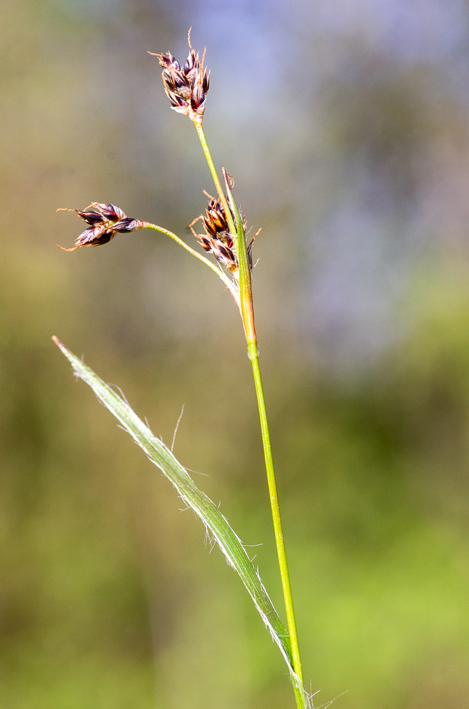 Luzula campestris (L.) DC. ou Luzule des champs