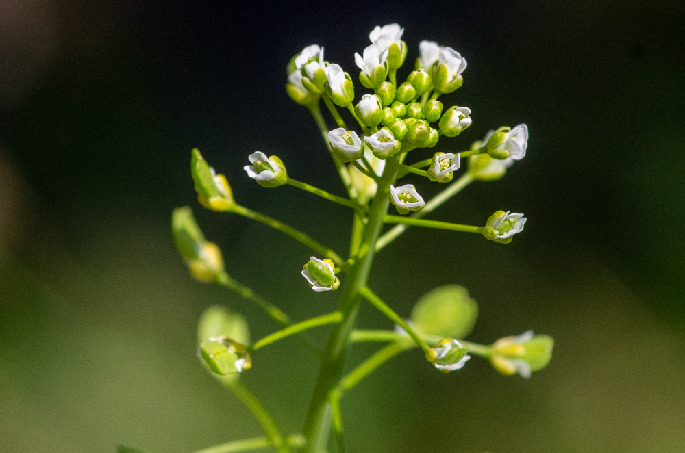 Mummenhoffia alliacea (L.) Esmailbegi & Al-Shehbaz anciennement Thlaspi alliaceum ou Petite Monnoyère ou encore Tabouret à odeur d'ail