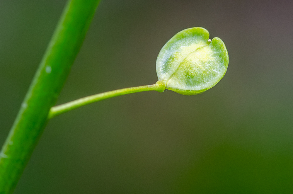 Mummenhoffia alliacea (L.) Esmailbegi & Al-Shehbaz anciennement Thlaspi alliaceum ou Petite Monnoyère ou encore Tabouret à odeur d'ail