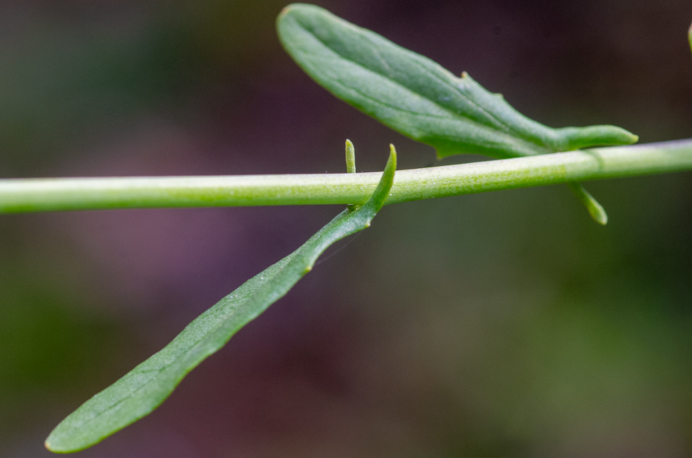 Mummenhoffia alliacea (L.) Esmailbegi & Al-Shehbaz anciennement Thlaspi alliaceum ou Petite Monnoyère ou encore Tabouret à odeur d'ail