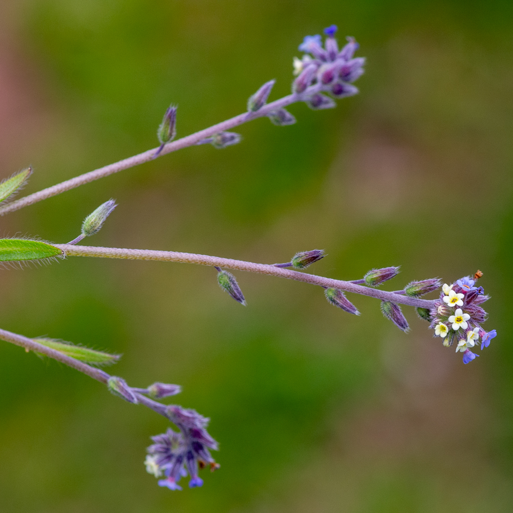 Myosotis discolor Pers. ou Myosotis bicolore