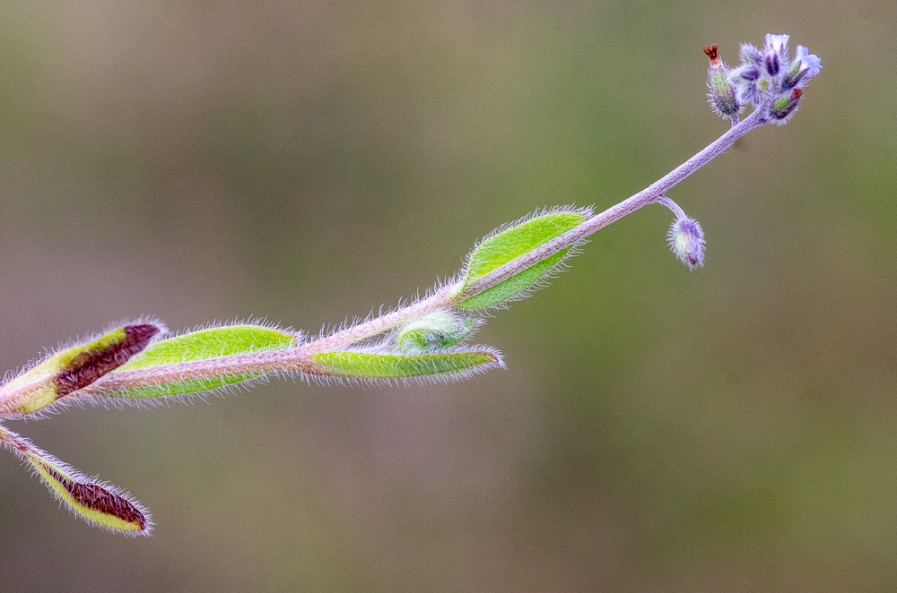 Myosotis ramosissima Rochel ou Myosotis très rameux ou encore Myosotis hérissé
