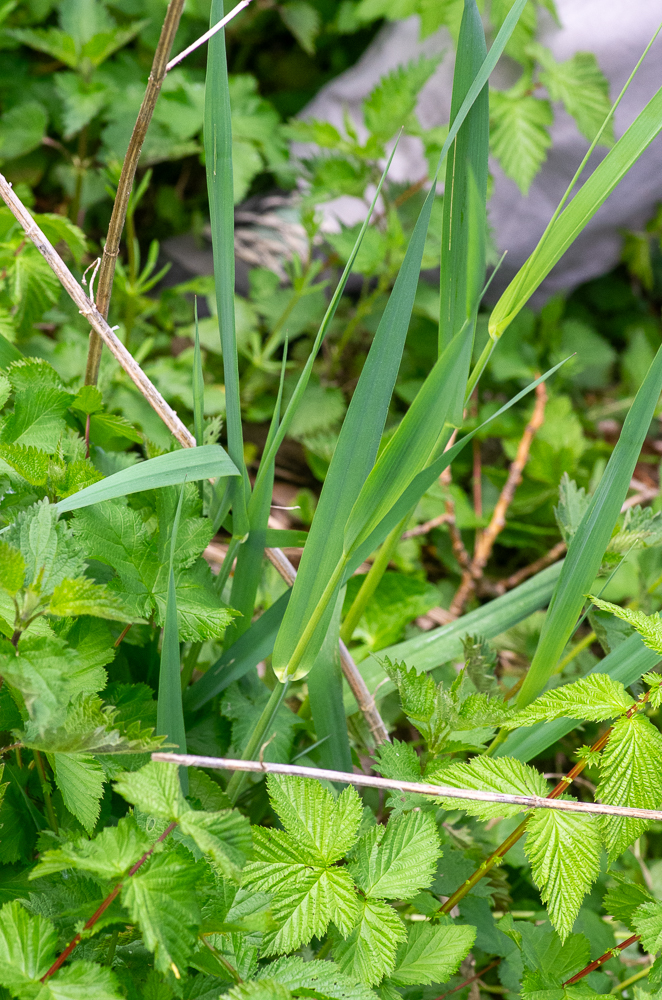 Phalaris arundinacea L. ou Phalangère faux-roseau au sens large