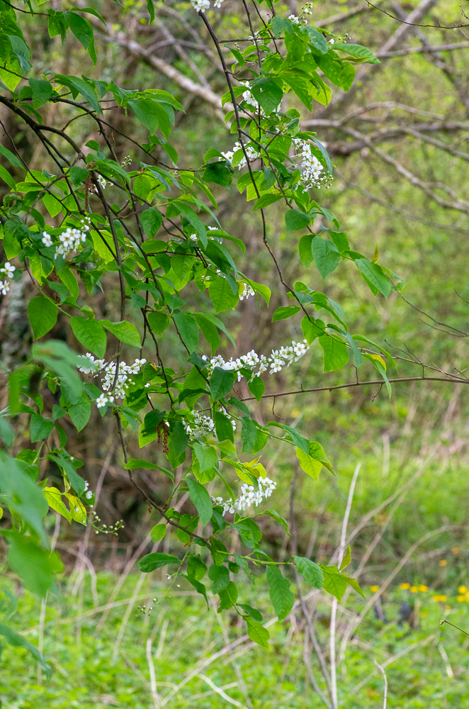 Prunus padus L. ou Cerisier à grappes ou encore Padier d'Europe