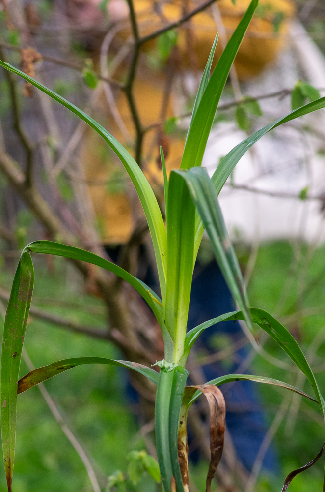 Scirpus sylvaticus L. ou Scirpe des bois