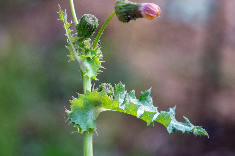 Sonchus asper (L.) Hill ou Laiteron rude ou encore Laiteron épineux