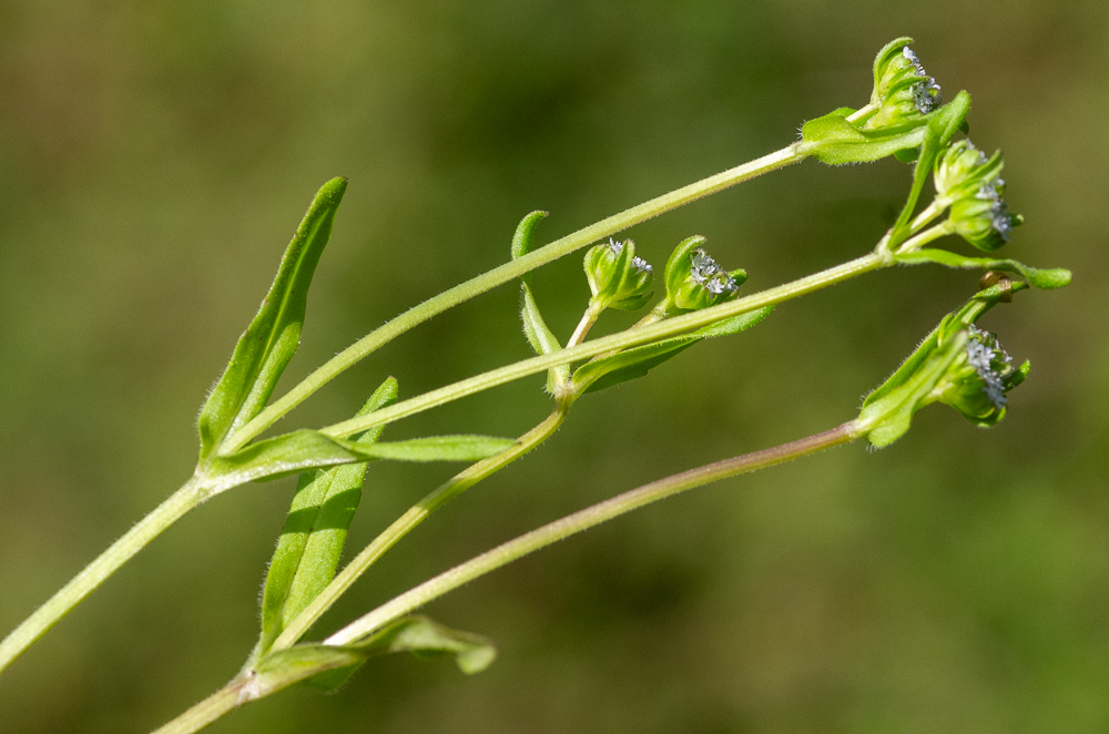 Valerianella locusta (L.) Laterr. ou Doucette