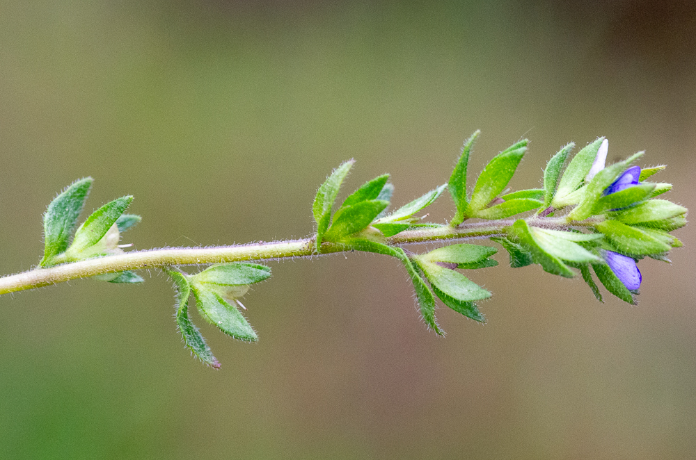Veronica arvensis L. ou Véronique des champs