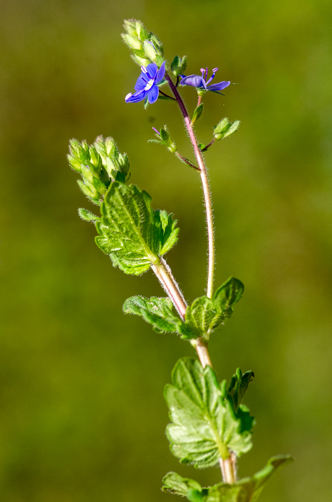 Veronica chamaedris L. ou Véronique petit-chêne