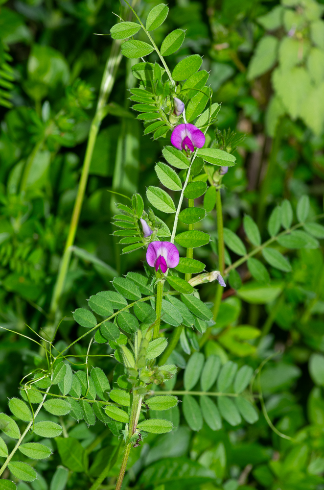 Vicia sativa L. ou Vesce commune ou encore Vesce fourragère