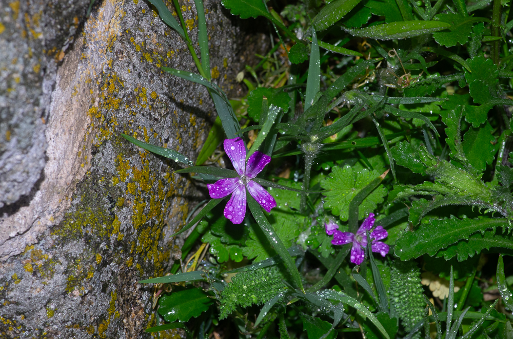 Agrostemma githago L. ou Nielle des blés. Le long du bâtiment de la chapelle du cimetière, mélangée à de nombreuses plantes ornementales.