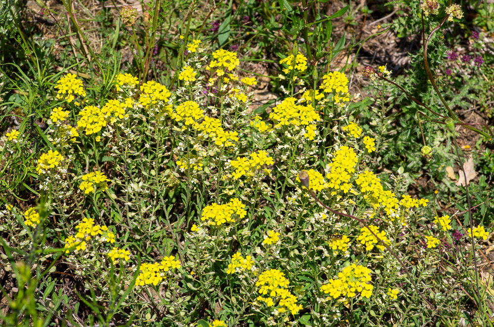 Alyssum rhodanense Jord. & Fourr. ou Alysson du Rhône. Notre visite sur site s'est déroulée un peu tardivement par rapport à la pleine floraison et les pieds montraient une fructification déjà bien avancée.