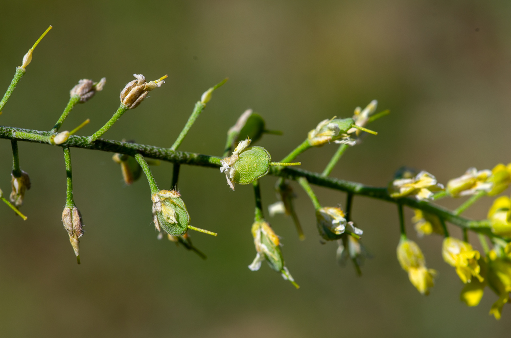 Alyssum rhodanense Jord. & Fourr. ou Alysson du Rhône. Les grappes de fruits portent plus de 20 silicules portant un style long (1,2-4,7mm).