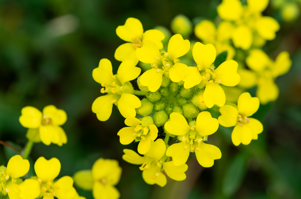 Alyssum rhodanense Jord. & Fourr. ou Alysson du Rhône. Ses fleurs sont de couleur jaune vif et les pétales sont émarginés à leur extrémité.