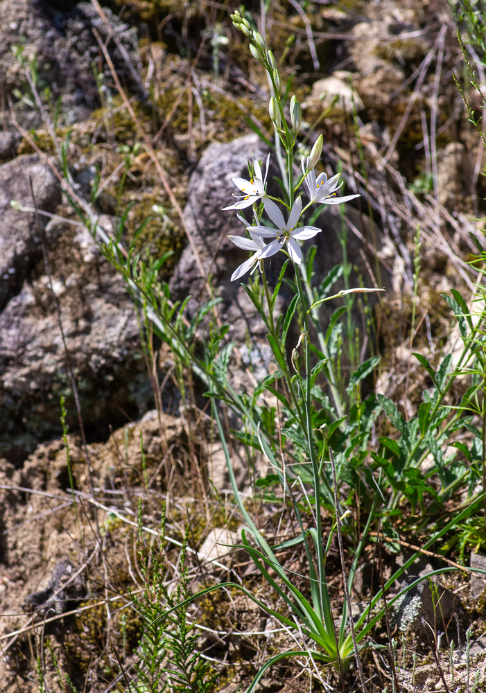 Anthericum liliago L. ou Anthéricum à fleurs de lis. Plante vivace de 20-60 cm, glabre, à fibres radicales cylindriques, tige dressée, cylindrique, simple ou à 1-2 rameaux dressés  feuilles linéaires, planes ou canaliculées, égalant presque la tige, fleurs blanches, en grappe simple longue et lâche . Se rencontre sur les côteaux et pâturages secs, dans presque toute la France