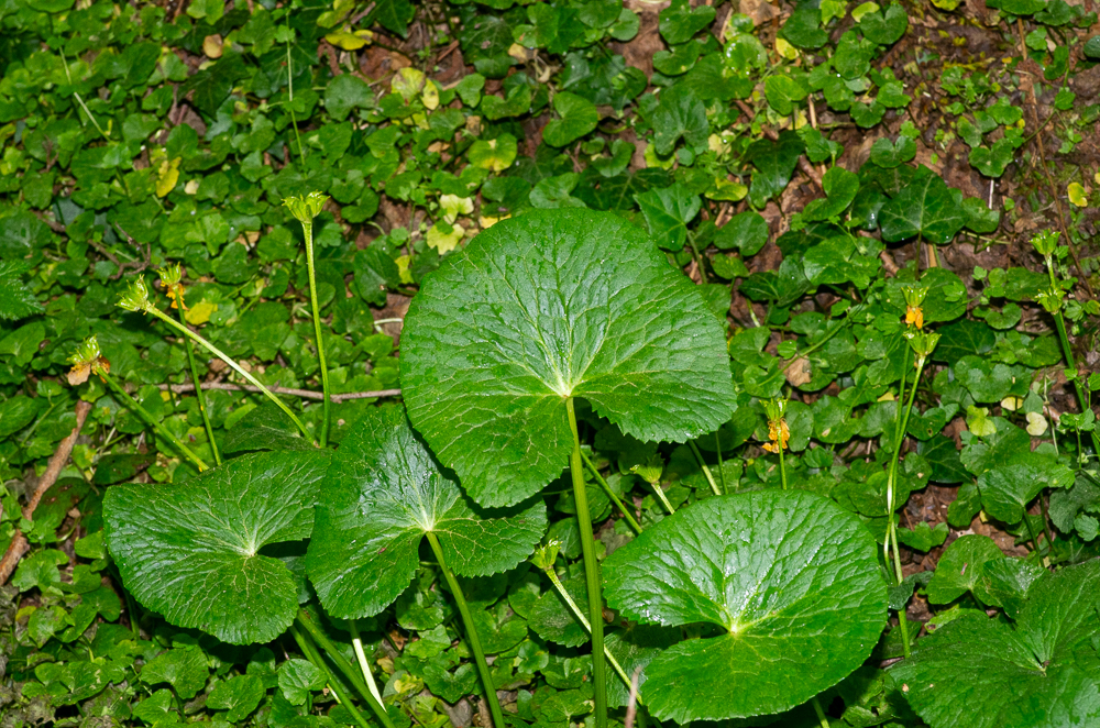 Caltha palustris L. ou Populage des marais. Ses feuilles sont longuement pétiolées, en cœur arrondi, crénelées ou dentées, les supérieures sessiles, ses fleurs sont d'un jaune doré, grandes, ouvertes, solitaires. Elle fréquente les prés humides et marécages, dans presque toute la France
