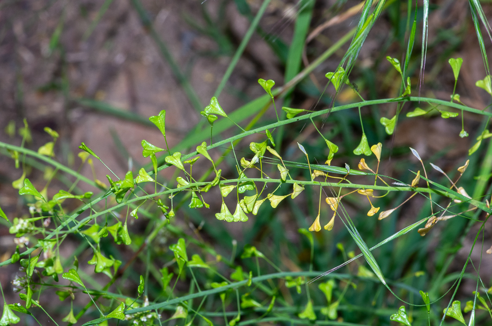 Capsella bursa-pastoris subsp. rubella (Reut.) Hobk. ou Bourse-à-pasteur rougeâtre. Le statut de ce taxon est controversé : parfois nommée Capsella rubella Reut. Elle se distingue de Capsella bursa-pastoris par ses silicules à marges latérales concaves.