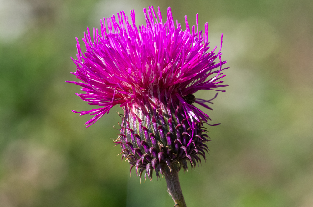Carduus nigrescens subsp. vivariensis (Jord.) Bonnier & Layens ou Chardon du Vivarais. La tige et les feuilles sont aranéeuses, donnant une couleur grisâtre à noirâtre à l’ensemble de la plante (nigrescens). La sous-espèce vivariensis est plus grêle, à capitules plus petits, bractées plus courtes et tiges généralement dénudées sous les capitules.