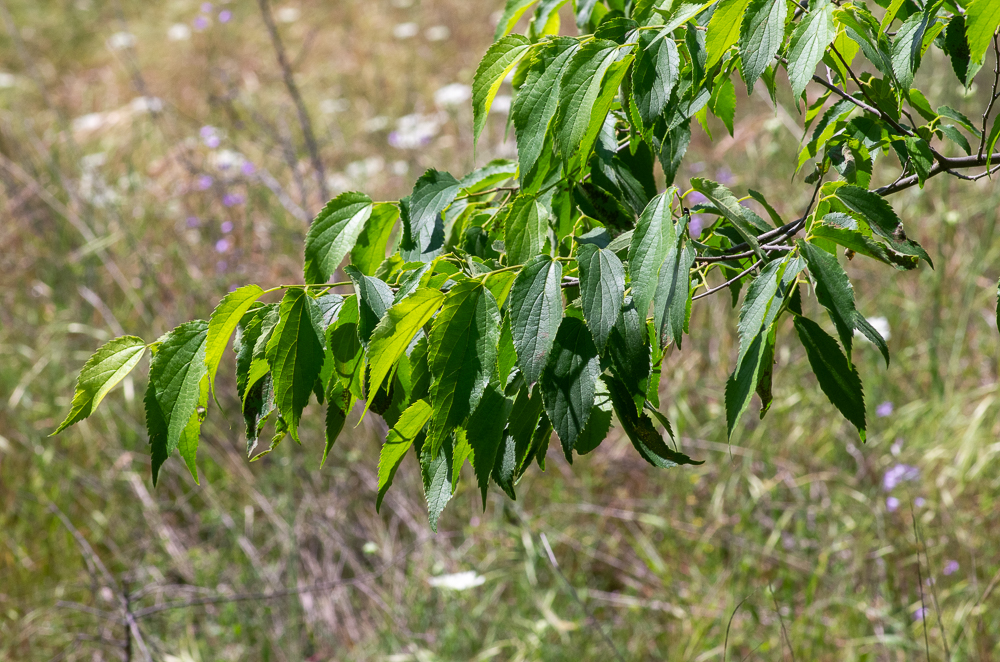 Celtis australis L. ou Micocoulier de Provence. Arbre de 5-25 mètres à jeunes rameaux grêles et flexibles. Les feuilles sont alternes, pétiolées, ovales-lancéolées, acuminées, simplement dentées, nervées, à base inégale, rudes, pubescentes. Haies et côteaux, dans le Midi et le Sud-Ouest. Remonte la vallée du Rhône jusqu'à Vienne.