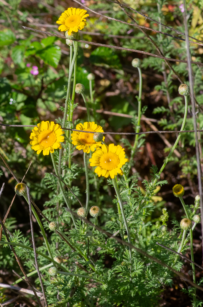 Cota tinctoria (L.) J.Gay ex Guss. ou Anthémis des teinturiers. Hémiligules jaunes ou manquantes, souvent <7mm de long. Les feuilles caulinaires dentées à pennatipartites. Se rencontre en Provence et remonte jusqu'à Annonay et Briançon.