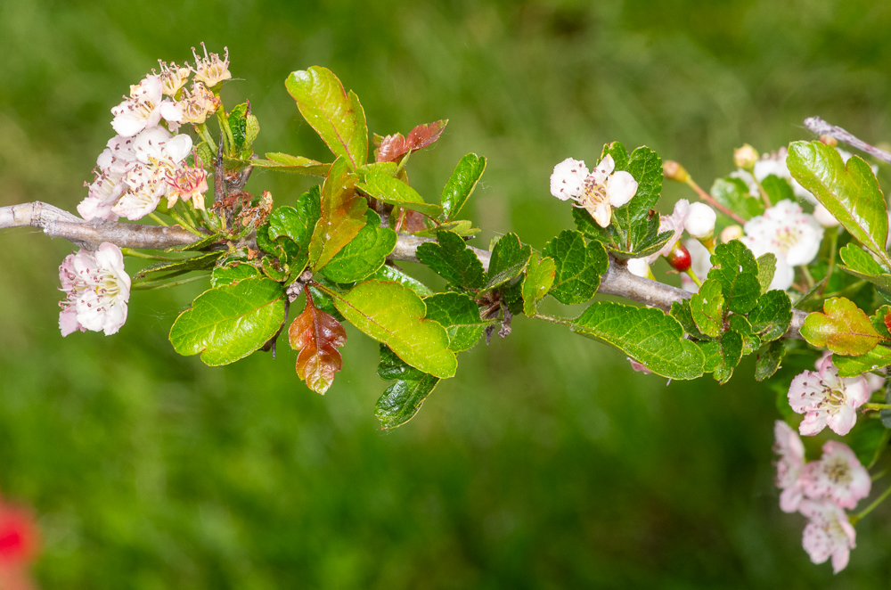 Crataegus crus-galli L. ou Aubépine ergot-de-coq. Ses feuilles sont normalement obovales, indivises, vernissées mais ici elles ne présentent pas ces caractéristiques