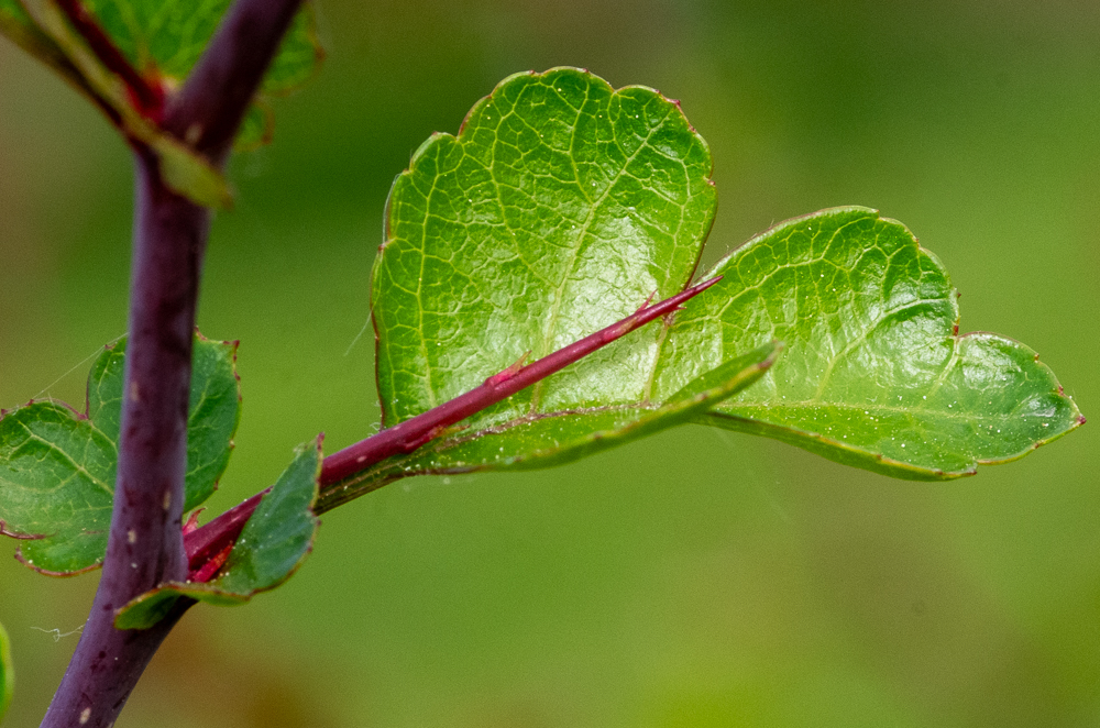 Crataegus crus-galli L. ou Aubépine ergot-de-coq. Les épines sont très longues, de 5 à 10 cm.