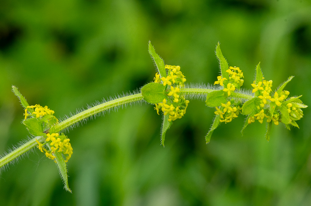 Cruciata laevipes Opiz ou Croisette commune. Plante vivace de 20-60 cm, d'un vert jaunâtre, tige simple, hérissées de longs poils étalés, feuilles verticillées par 4, ovales ou elliptiques. Ses fleurs sont jaunes, à odeur de miel, en cymes axillaires. Ses racines teignent en rouge. Se rencontre dans les haies, bois et prés dans toute la France.