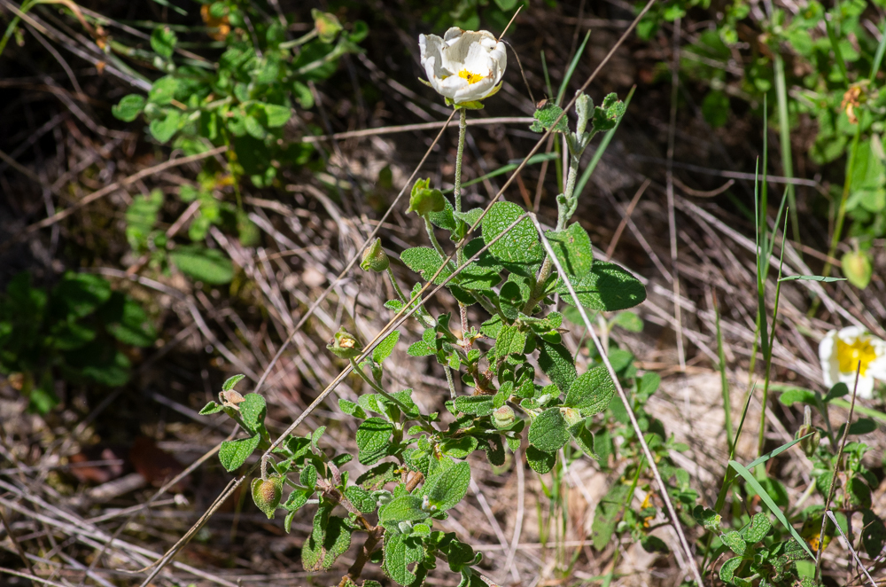 Cystus salviifolius L. ou Ciste à feuilles de sauge. Sous-arbrisseau de 30-80 cm, peu odorant, vert. Feuilles courtement pétiolées, ovales ou oblongues, tomenteuses et fleurs de 4-5 cm, blanches, 1-4 au sommet de pédoncules axillaires penchés avant la floraison