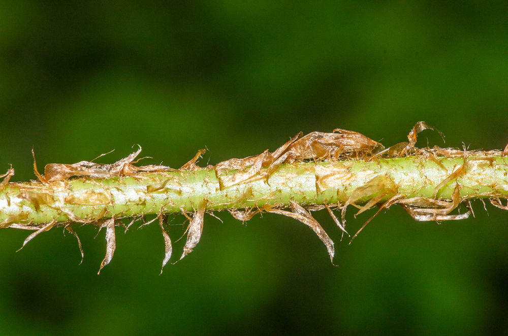 Dryopteris filix-mas (L.) Schott ou Fougère-mâle. Le pétiole porte des écailles brun clair à fauve pâle.