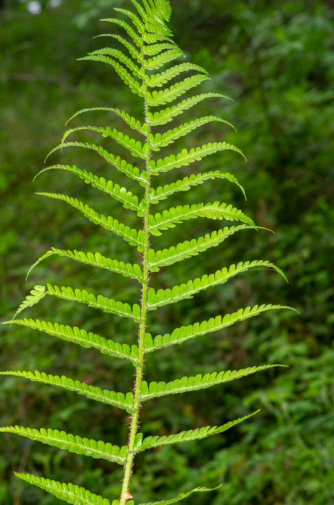 Dryopteris filix-mas (L.) Schott ou Fougère-mâle. Se caractérise par un limbe longuement rétréci à la base, des pinules rectangulaires à sommet plus ou moins arrondi.