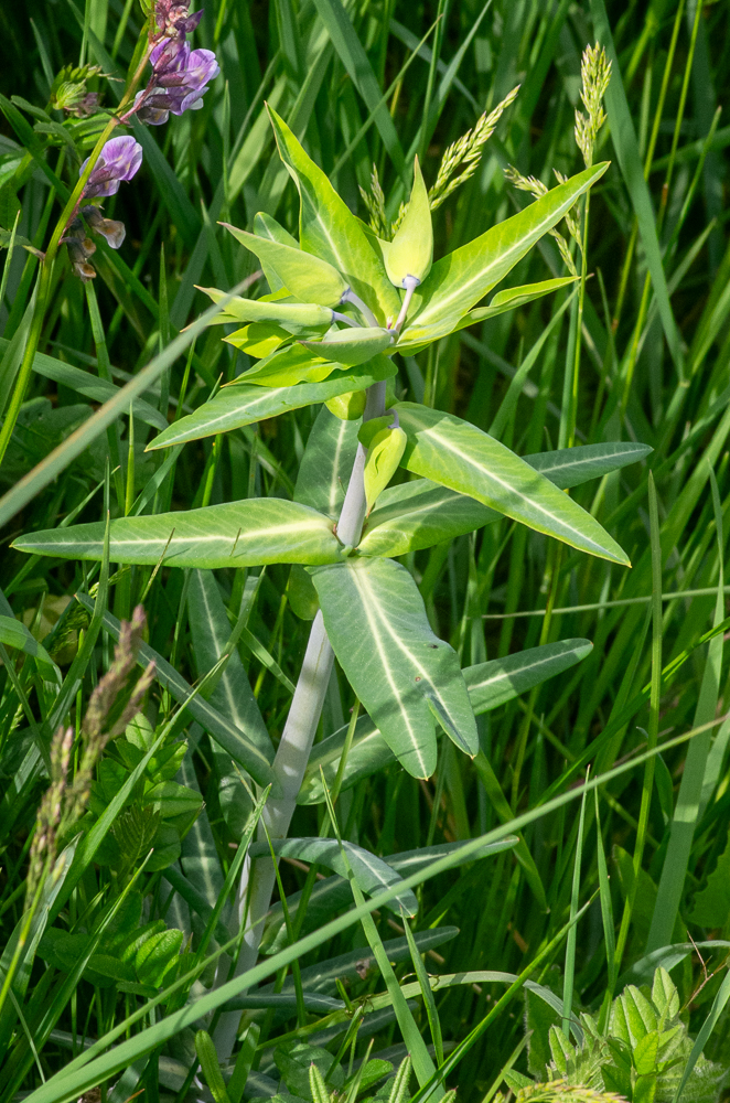 Euphorbia lathyris L. ou Euphorbe épurge ou des jardins. Se distingue par des feuilles opposées, sur 4 rangs réguliers, sessiles, lancéolées-oblongues, mucronées, entières, uninervées. Se rencontre dans les cultures et à proximité des habitations.