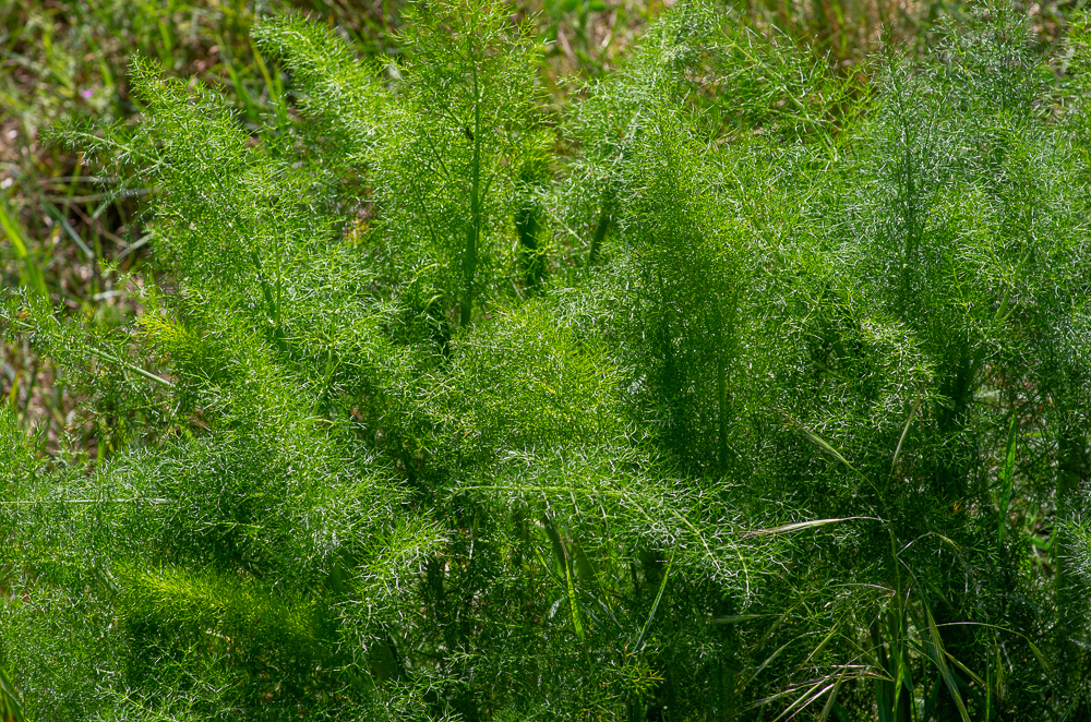 Foeniculum vulgare Mill. ou Fenouil commun. Il se reconnaît facilement à l’odeur qu’il dégage ainsi qu’à sa grande taille. Segments foliaires ultimes longs et étroits.