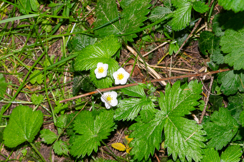 Fragaria vesca L. ou Fraisier des bois.
