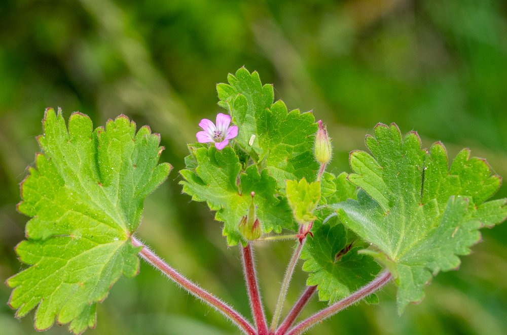 Geranium rotundifolium L. ou Géranium à feuilles rondes. Couverte de poils étalés, feuilles toutes longuement pétiolées, orbiculaires-arrondies, palmatifides, à 5-7 lobes en coin, presque aussi larges que longs, marqués d'un point rougeâtre dans les sinus (parfois peu visibles).