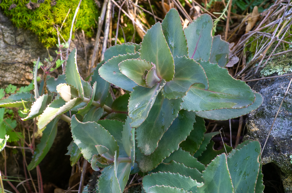 Hylotelephium maximum (L.) Holub ou Grand Orpin. Ses feuilles sont sessiles, ovales ou arrondies, en cœur à la base embrassant un peu la tige, planes, longues de 2-4 cm, opposées ou ternées. 30-60 cm, la tige est très robuste, glabre, à souche épaisse. Rochers et bois des montagnes siliceuses.