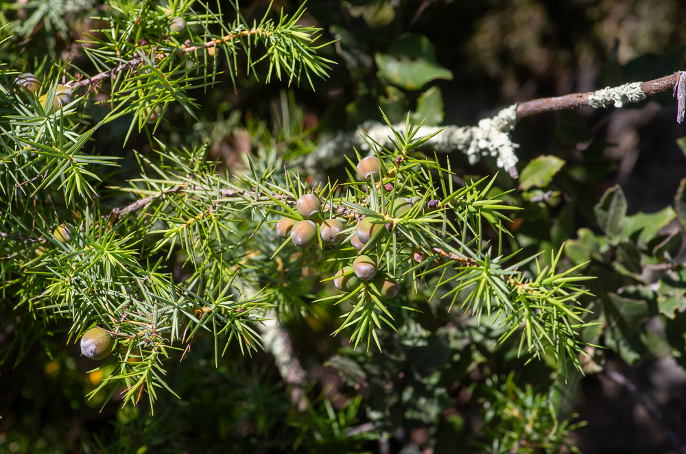 Juniperus oxycedrus L. ou Genévrier cade au sens large. Arbrisseau ou arbuste dressé de 1-8 mètres, à bourgeons écailleux, feuilles très étalées, verticillées par 3 et disposées sur 6 rangs, toutes linéaires en alêne à pointe fine et piquante, articulées, non décurrentes, marquées de 2 sillons blanchâtres séparées par la nervure médiane en dessus, à carène obtuse et non sillonnées en dessous. Côteaux arides du Midi jusqu'en Ardèche et Drôme. 
