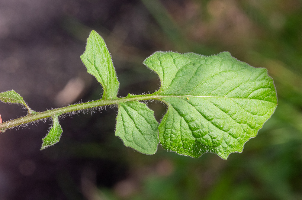 Lapsana communis L. ou Lapsane des bois. Plante annuelle à tige de 3-8 dm, dressée, glabre ou pubescente inférieurement, feuilles presque toutes pétiolées, les inférieures lyrées à lobe terminal très grand, denté, tronqué ou cordé à la base.