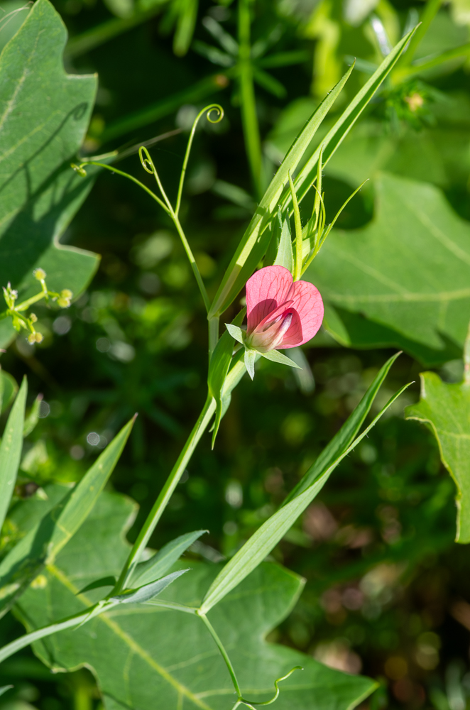 Lathyrus cicera L. ou Gesse garosse ou encore Gesse chiche. Plante annuelle de 20-60 cm, glabre, tiges étroitement ailées, ainsi que les pétioles, feuilles à 1 paire de folioles lancéolées ou linéaires, aiguës, vrilles rameuses, stipules lancéolées, égalant le pétiole. Ses fleurs rougeâtres sont assez grandes (10-13 mm), solitaires sur des pédoncules plus longs que le pétiole et plus courts que la feuille, le calice a des dents plus longues que le tube. La corolle est 1 fois plus longue que le calice,
